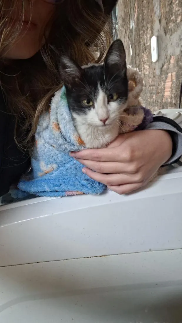 Gato raça SRD-ViraLata idade 2 a 6 meses nome sem nome