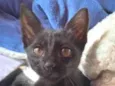 gatinho
