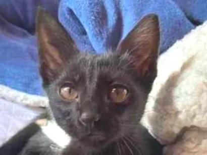 Gato raça SRD-ViraLata idade 2 a 6 meses nome gatinho