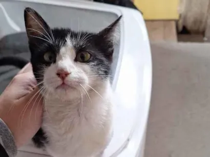 Gato raça SRD-ViraLata idade 2 a 6 meses nome sem nome