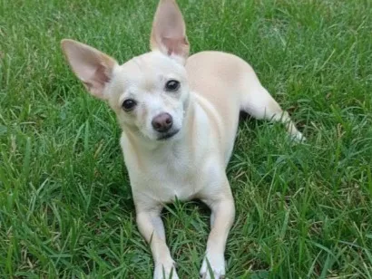 Cachorro raça Pinscher idade 6 ou mais anos nome Belinha