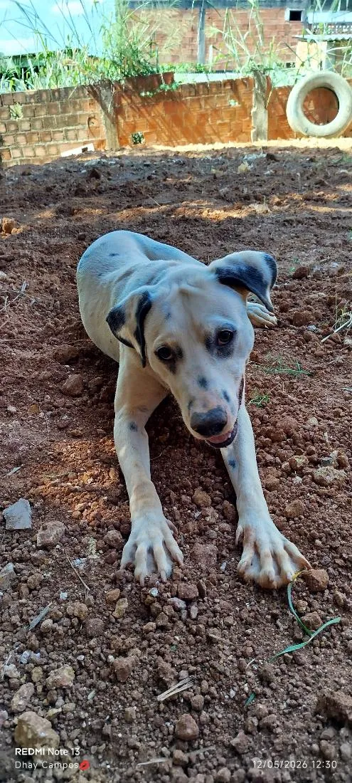 Cachorro raça Dálmata idade 7 a 11 meses nome Apolo
