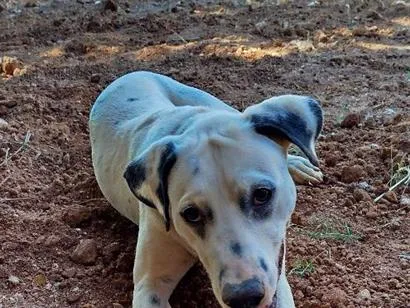 Cachorro raça Dálmata idade 7 a 11 meses nome Apolo