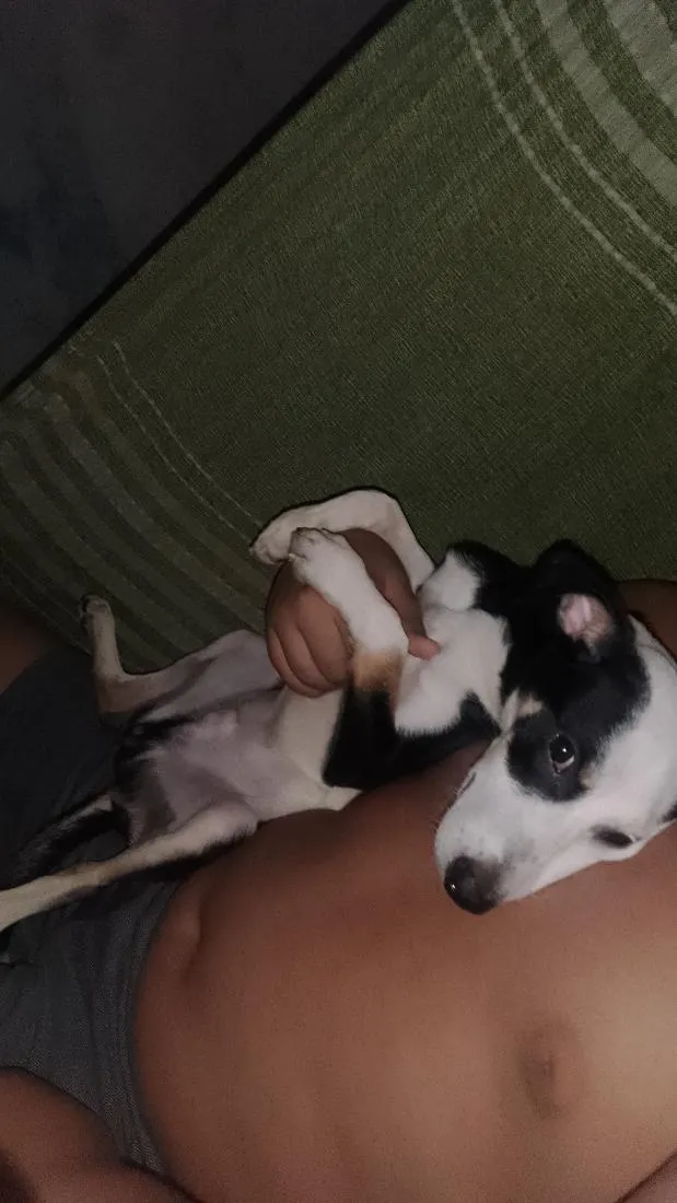 Cachorro raça SRD-ViraLata idade 7 a 11 meses nome Zeus