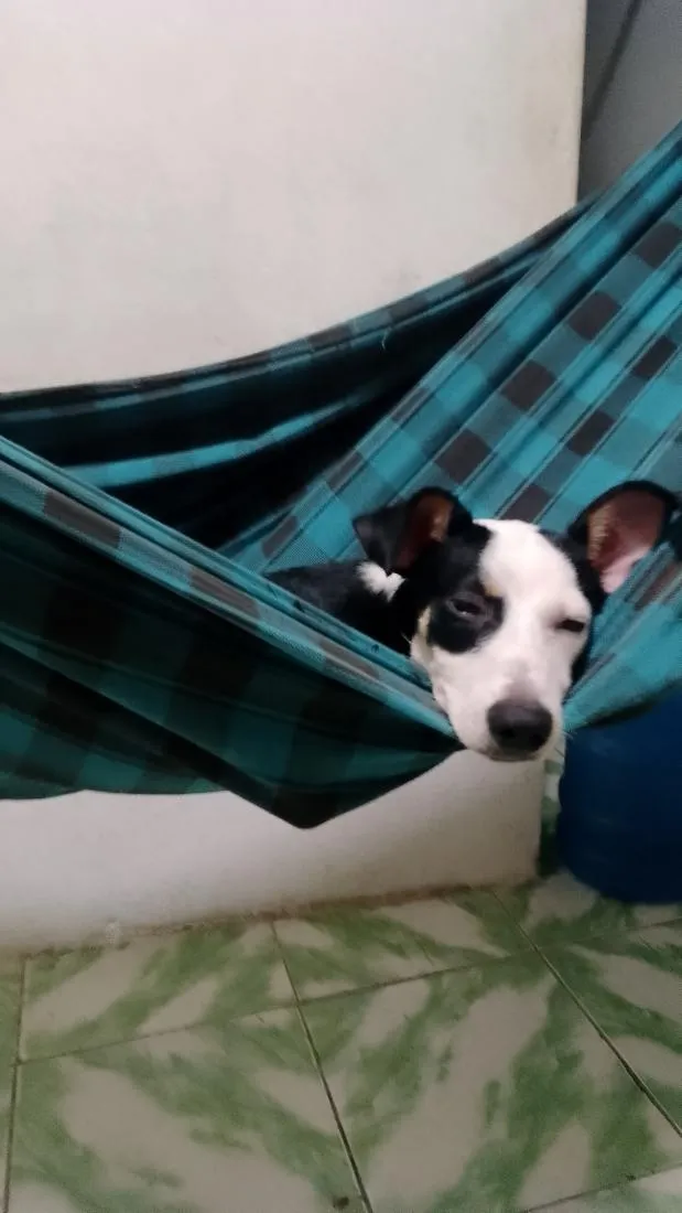 Cachorro raça SRD-ViraLata idade 7 a 11 meses nome Zeus