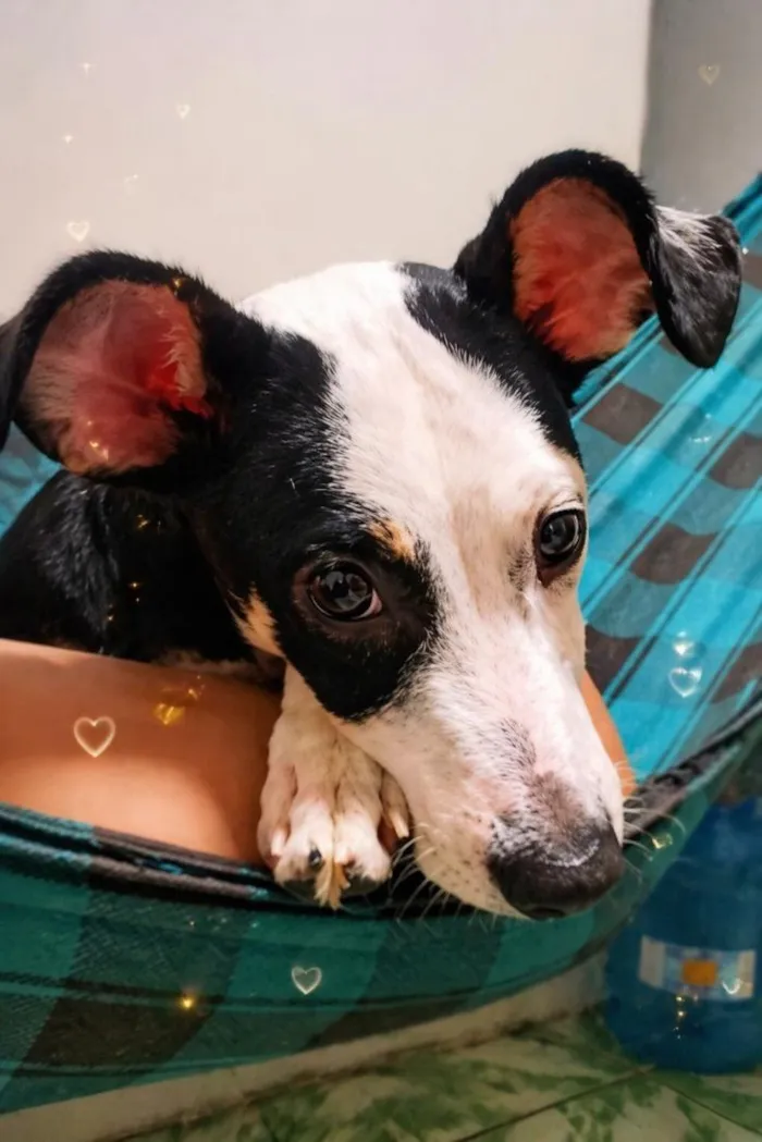 Cachorro raça SRD-ViraLata idade 7 a 11 meses nome Zeus