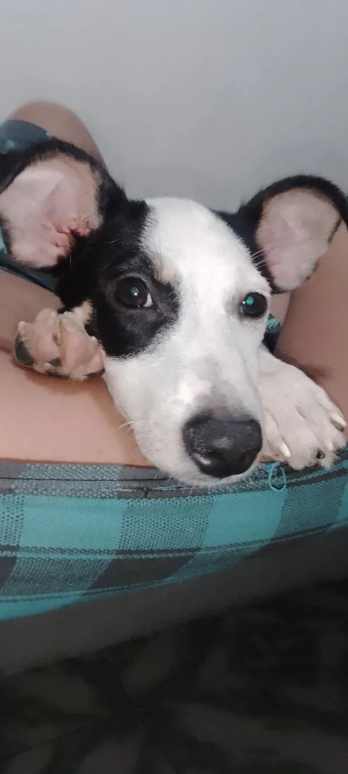 Cachorro raça SRD-ViraLata idade 7 a 11 meses nome Zeus