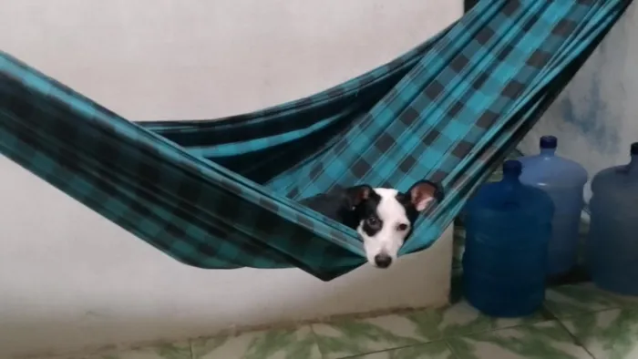 Cachorro raça SRD-ViraLata idade 7 a 11 meses nome Zeus