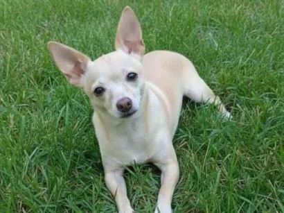 Cachorro raça Pinscher idade 6 ou mais anos nome Belinha