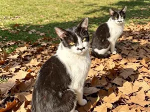 Gato raça SRD-ViraLata idade 7 a 11 meses nome Amora