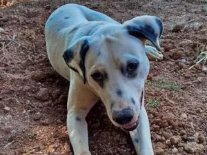 Cachorro raça Dálmata idade 7 a 11 meses nome Apolo