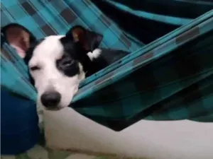 Cachorro raça SRD-ViraLata idade 7 a 11 meses nome Zeus
