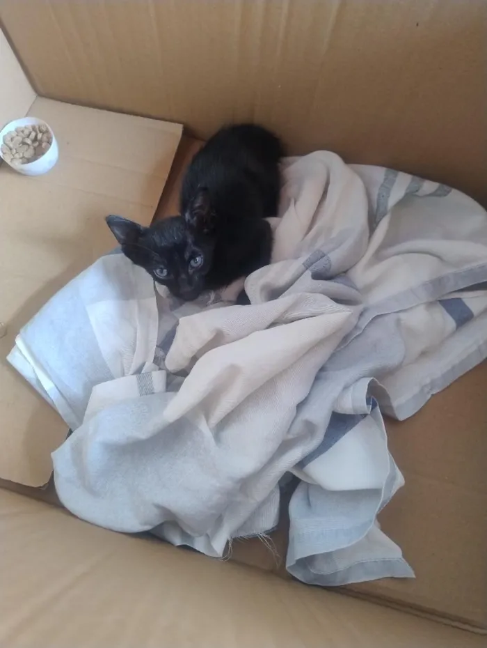 Gato raça SRD-ViraLata idade Abaixo de 2 meses nome Juninho