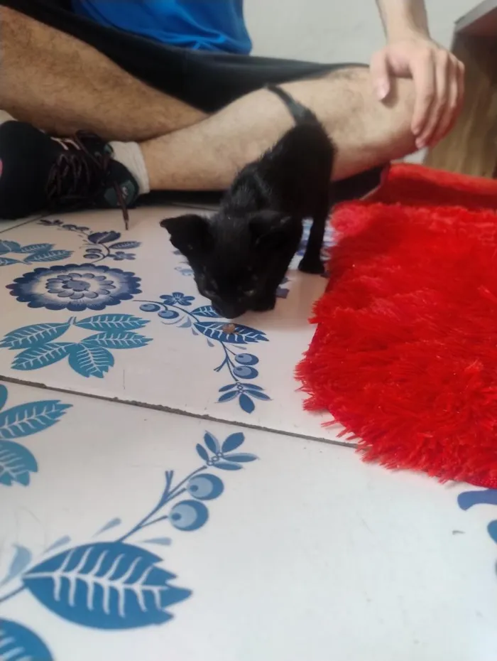 Gato raça SRD-ViraLata idade Abaixo de 2 meses nome Juninho