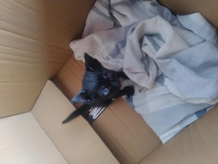 Gato raça SRD-ViraLata idade Abaixo de 2 meses nome Juninho
