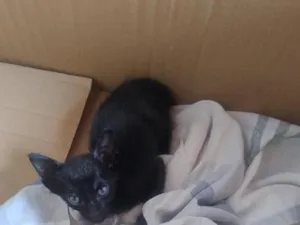 Gato raça SRD-ViraLata idade Abaixo de 2 meses nome Juninho