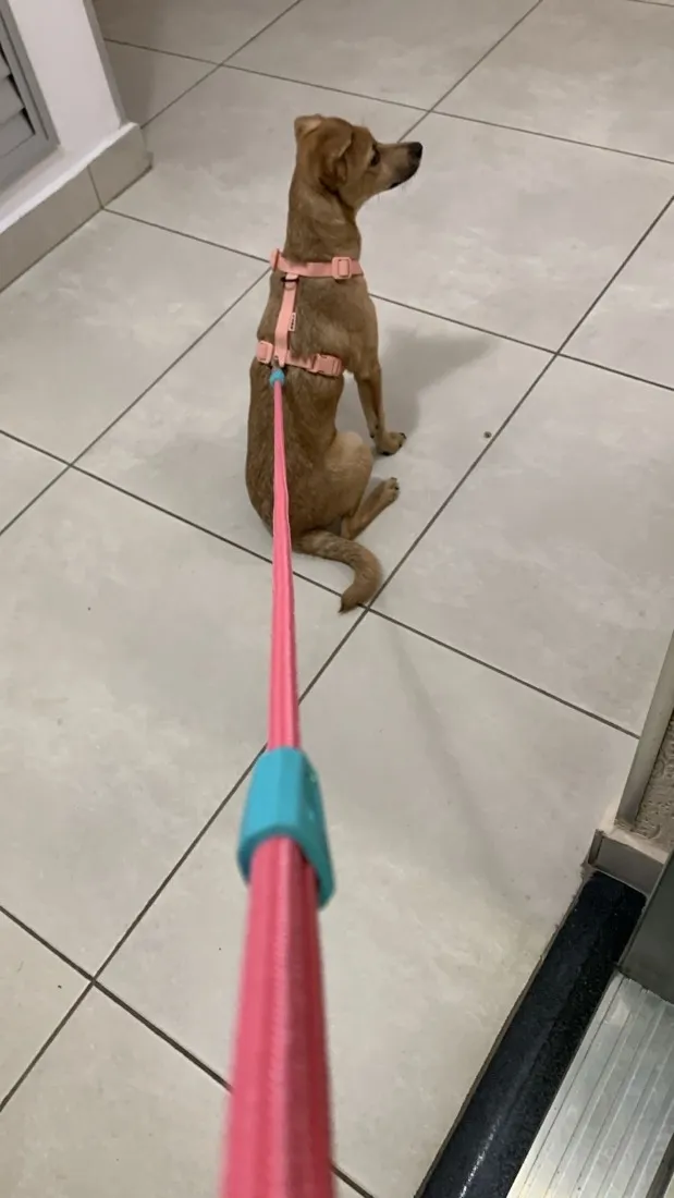 Cachorro raça SRD-ViraLata idade 7 a 11 meses nome Savana