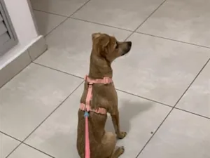 Cachorro raça SRD-ViraLata idade 7 a 11 meses nome Savana