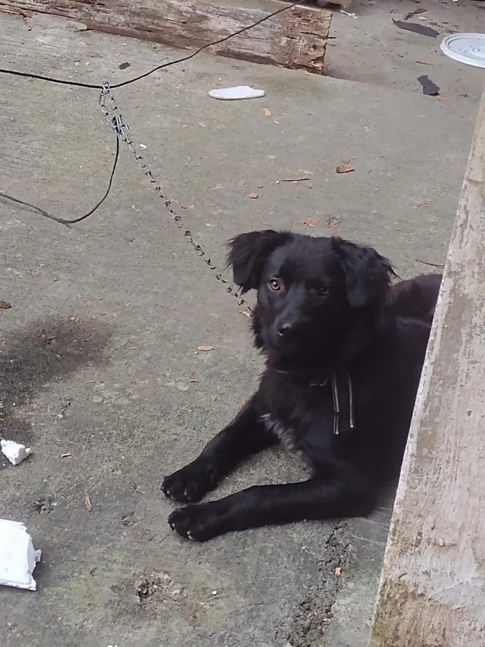Cachorro raça SRD-ViraLata idade 1 ano nome Thor