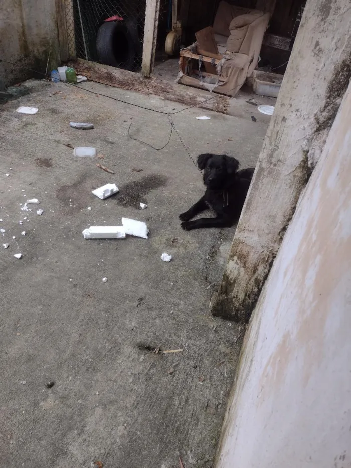 Cachorro raça SRD-ViraLata idade 1 ano nome Thor