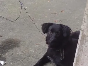 Cachorro raça SRD-ViraLata idade 1 ano nome Thor