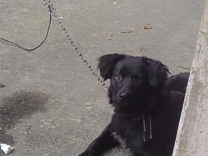 Cachorro raça SRD-ViraLata idade 1 ano nome Thor