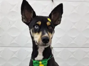 Cachorro raça SRD-ViraLata idade 1 ano nome saimon