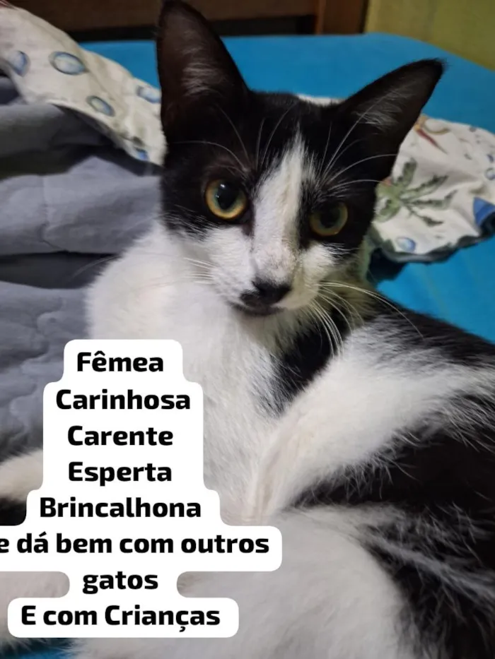 Gato raça SRD-ViraLata idade 2 a 6 meses nome Agatha