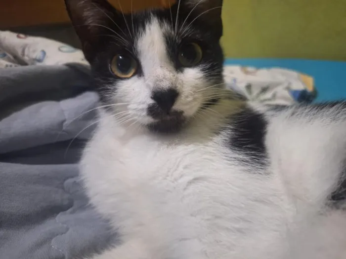 Gato raça SRD-ViraLata idade 2 a 6 meses nome Agatha