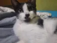 Agatha