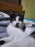 Agatha