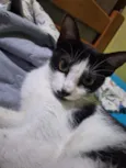 Agatha