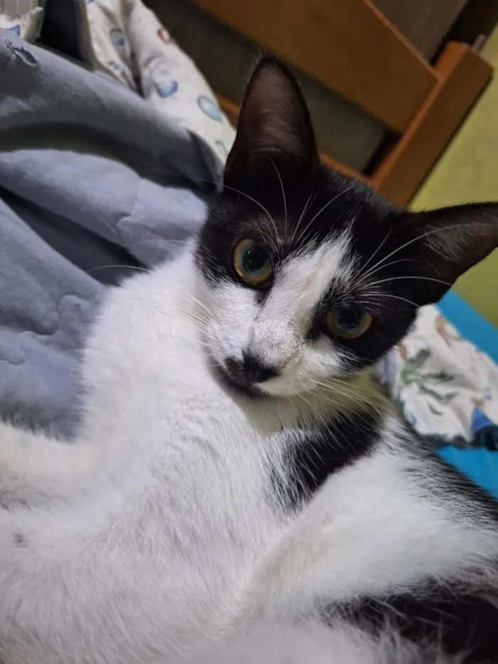 Gato raça SRD-ViraLata idade 2 a 6 meses nome Agatha