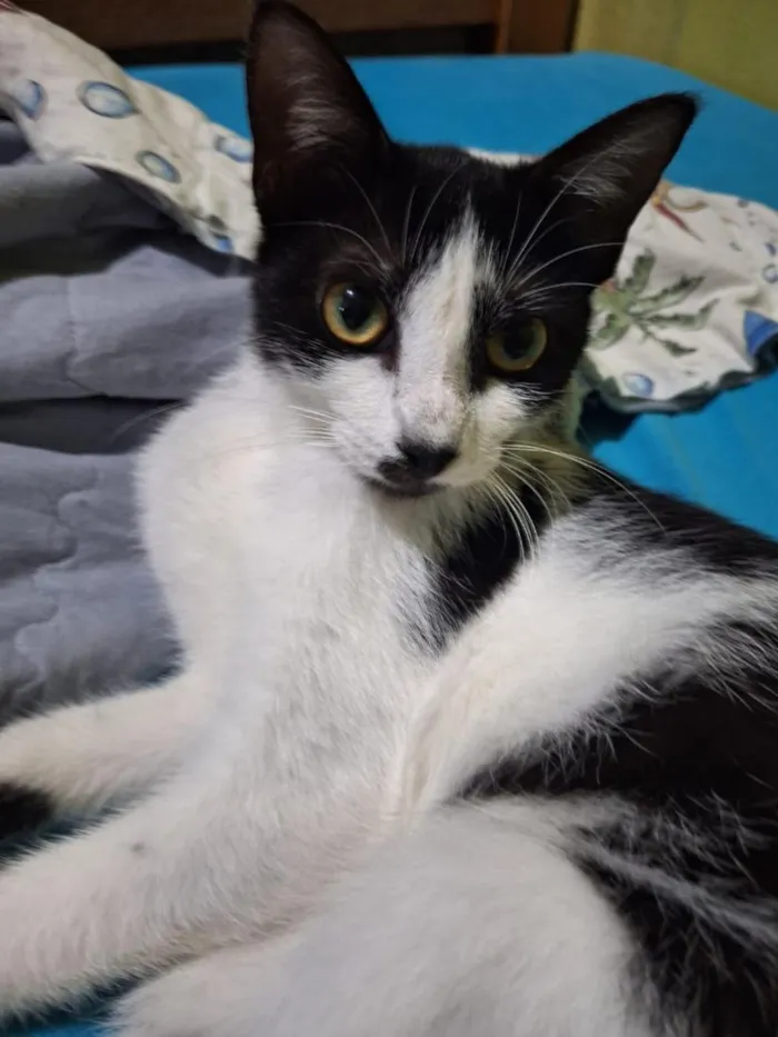 Gato raça SRD-ViraLata idade 2 a 6 meses nome Agatha