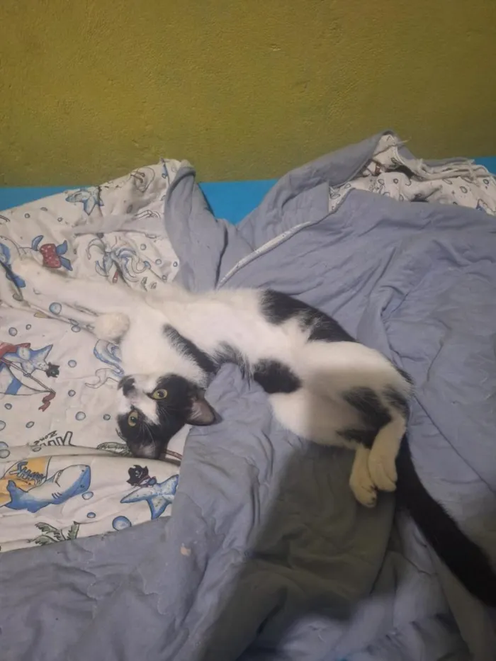 Gato raça SRD-ViraLata idade 2 a 6 meses nome Agatha