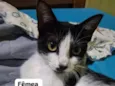 Agatha