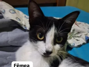 Gato raça SRD-ViraLata idade 2 a 6 meses nome Agatha