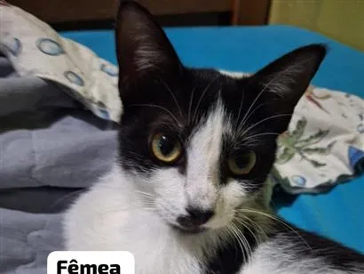 Gato raça SRD-ViraLata idade 2 a 6 meses nome Agatha