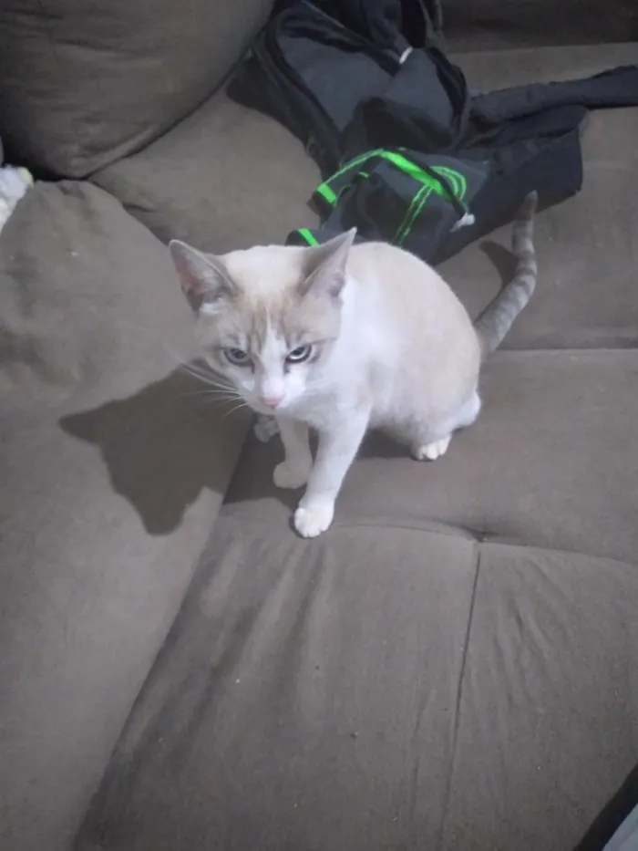 Gato raça Siamês idade 2 a 6 meses nome garem
