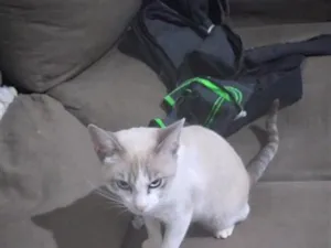 Gato raça Siamês idade 2 a 6 meses nome garem