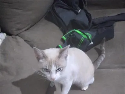 Gato raça Siamês idade 2 a 6 meses nome garem