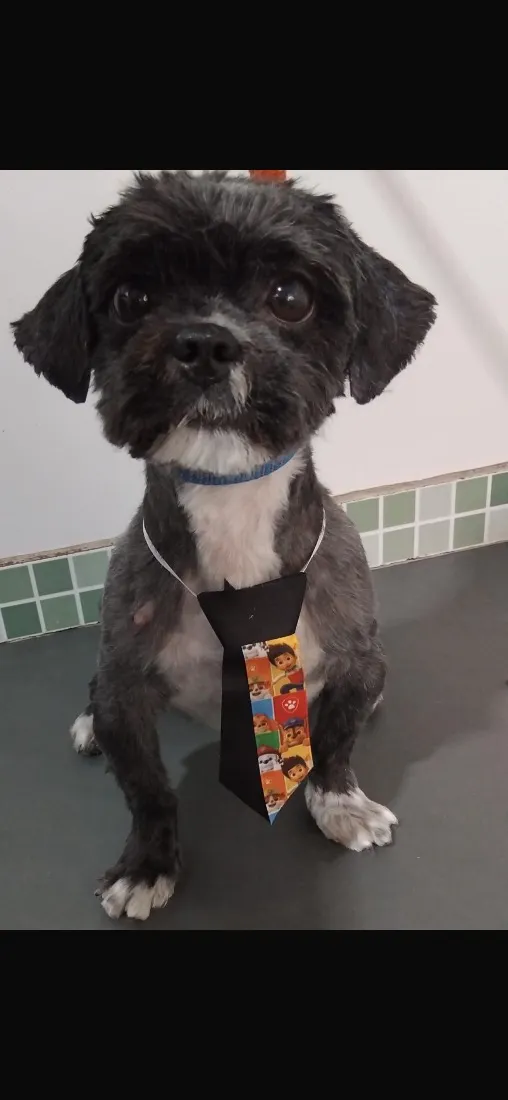 Cachorro raça Shitzu idade 5 anos nome Revoada