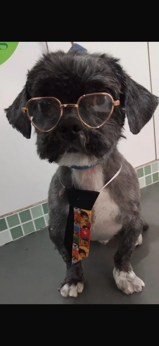 Cachorro raça Shitzu idade 5 anos nome Revoada