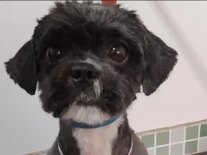 Cachorro raça Shitzu idade 5 anos nome Revoada
