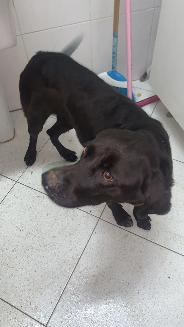 Cachorro raça SRD-ViraLata idade 2 anos nome Thor