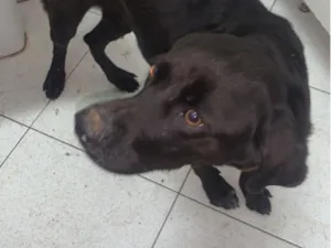 Cachorro raça SRD-ViraLata idade 2 anos nome Thor