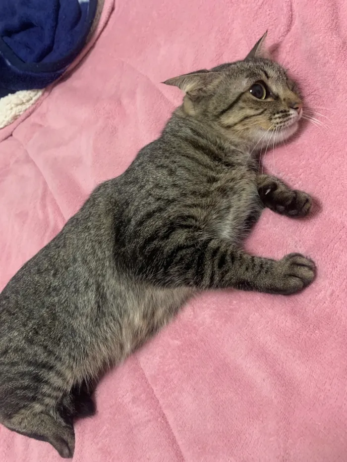 Gato raça SRD-ViraLata idade 3 anos nome Lua