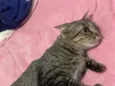 Lua