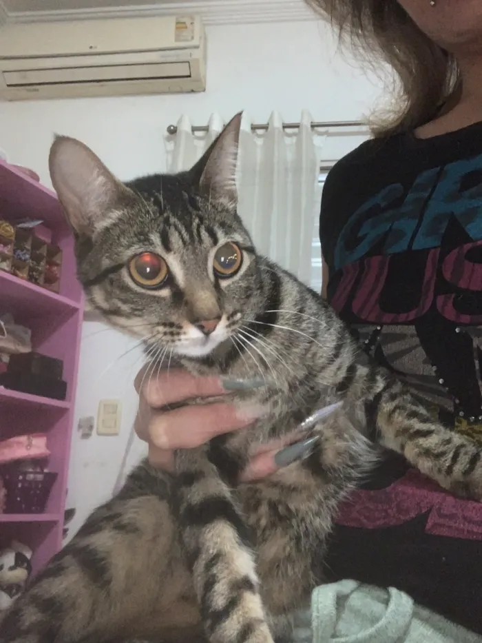 Gato raça SRD-ViraLata idade 1 ano nome Maria mulambo