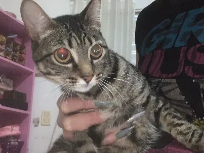 Gato raça SRD-ViraLata idade 1 ano nome Maria mulambo